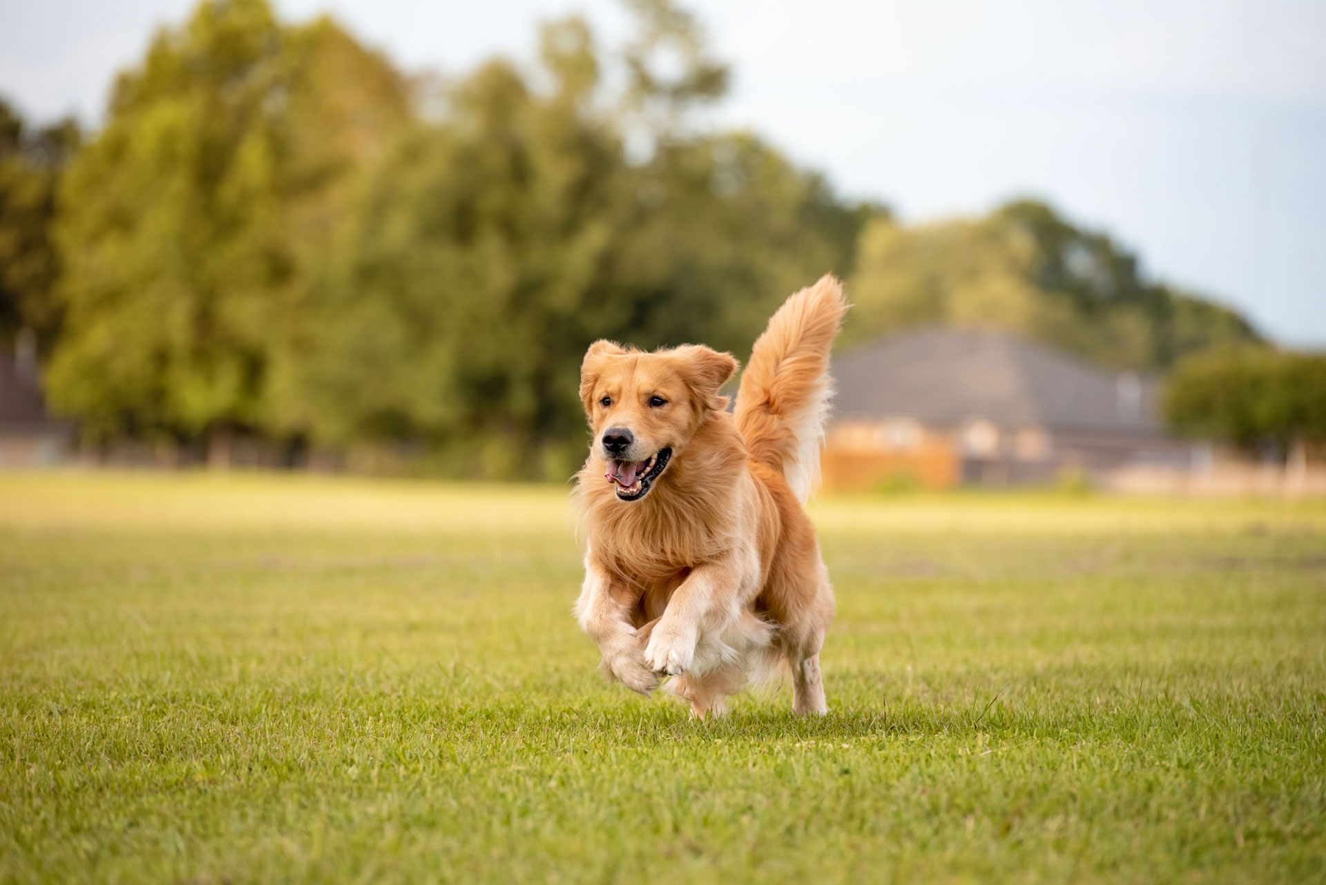 a golden retriever dog happily running in an open grass field
